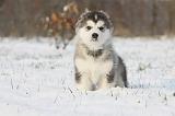 ALASKAN MALAMUTE 235